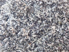 Stereocaulon corticatulum