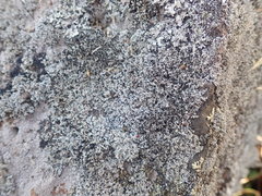 Stereocaulon corticatulum