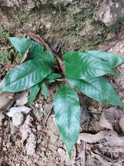 Diplazium donianum