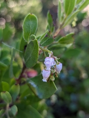 Arctostaphylos bakeri bakeri