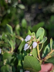 Arctostaphylos bakeri bakeri