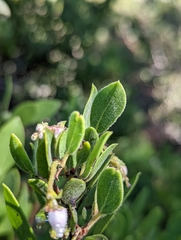 Arctostaphylos bakeri bakeri