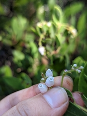 Arctostaphylos bakeri bakeri