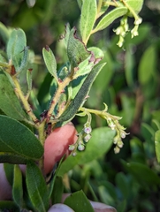Arctostaphylos bakeri bakeri