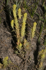 Castilleja pilosa pilosa