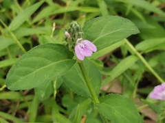 Rostellularia obtusa