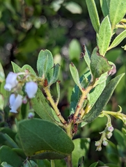 Arctostaphylos bakeri bakeri