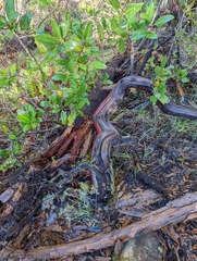 Arctostaphylos bakeri bakeri