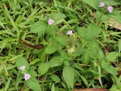 Rostellularia obtusa