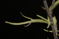 Castilleja pilosa pilosa