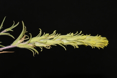 Castilleja pilosa pilosa