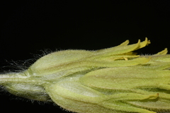 Castilleja pilosa pilosa