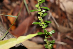 Phyllanthus hirtellus