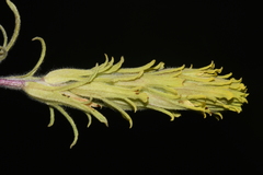 Castilleja pilosa pilosa
