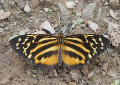 Tithorea harmonia neitha