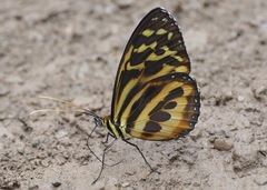 Tithorea harmonia neitha
