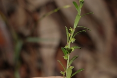 Phyllanthus hirtellus