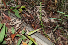 Phyllanthus hirtellus