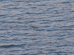 Clangula hyemalis image