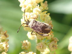 Merocoris