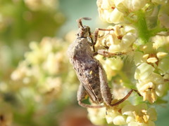 Merocoris