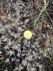 Eriogonum douglasii