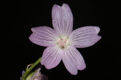 Sidalcea oregana oregana