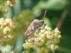 Merocoris