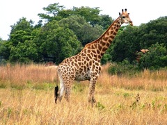 Giraffa camelopardalis giraffa