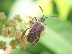 Merocoris