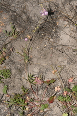 Sidalcea oregana oregana