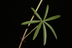 Sidalcea oregana oregana