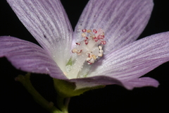 Sidalcea oregana oregana