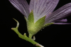 Sidalcea oregana oregana