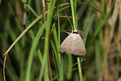 Pantydia capistrata