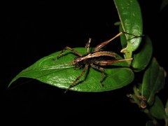 Listroscelidinae