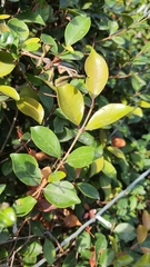 Ligustrum liukiuense