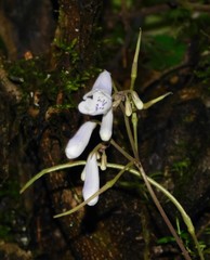Streptocarpus wilmsii