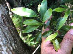 Cryptocarya bidwillii