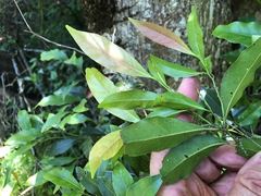 Cryptocarya bidwillii