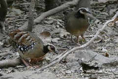 Arborophila brunneopectus