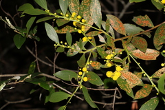Acacia complanata