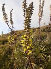 Puya aequatorialis