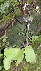Streptocarpus wilmsii