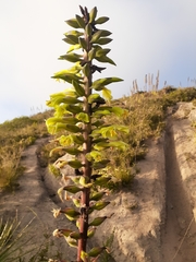 Puya aequatorialis