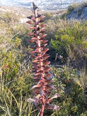 Puya aequatorialis