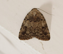 Tolpia conscitulana