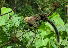 Callithrix flaviceps