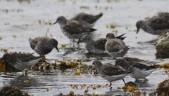 Calidris ptilocnemis