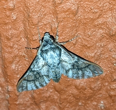 Praedora leucophaea